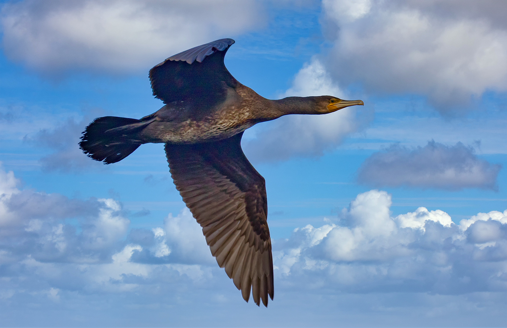 Kormoran im Flug 