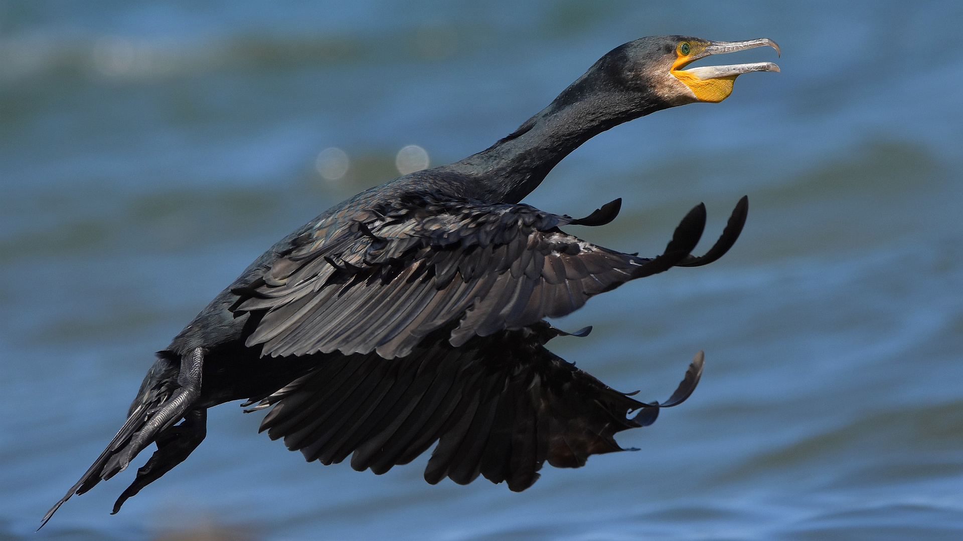 Kormoran im Flug