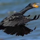 Kormoran im Flug