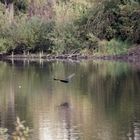 Kormoran im Flug