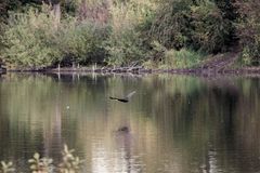 Kormoran im Flug