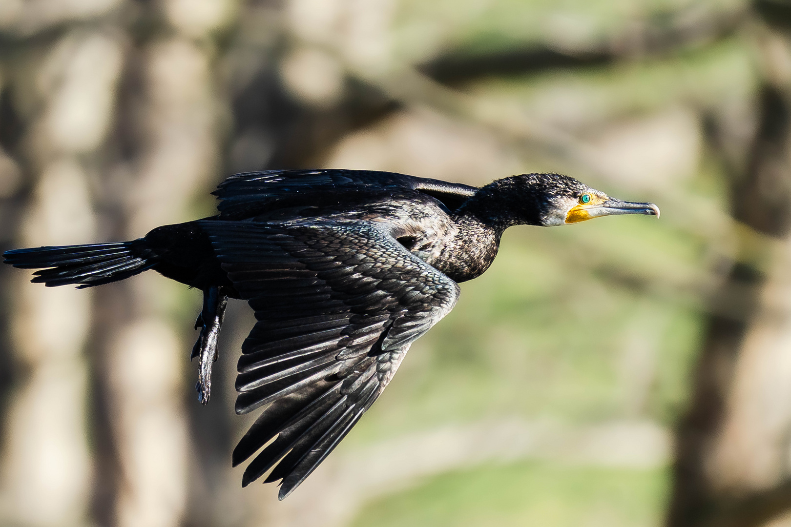 Kormoran im Flug