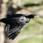 Kormoran im Flug