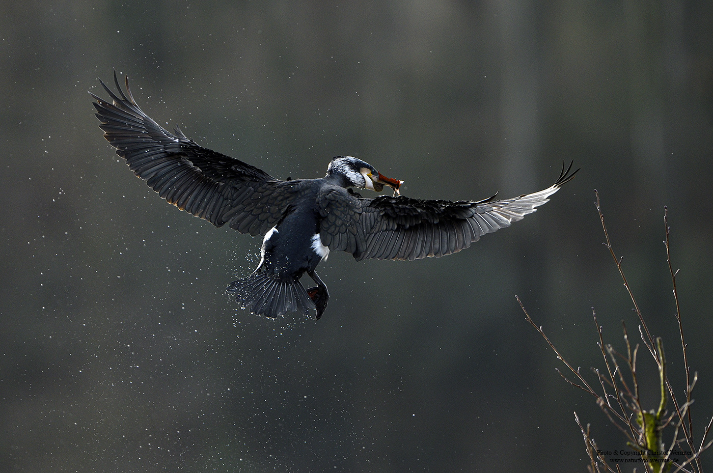 Kormoran im Flug