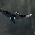 Kormoran im Flug