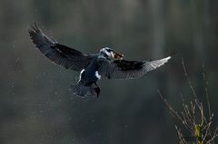 Kormoran im Flug