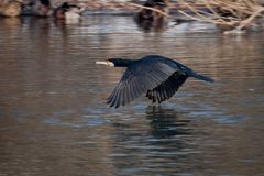 kormoran im flug