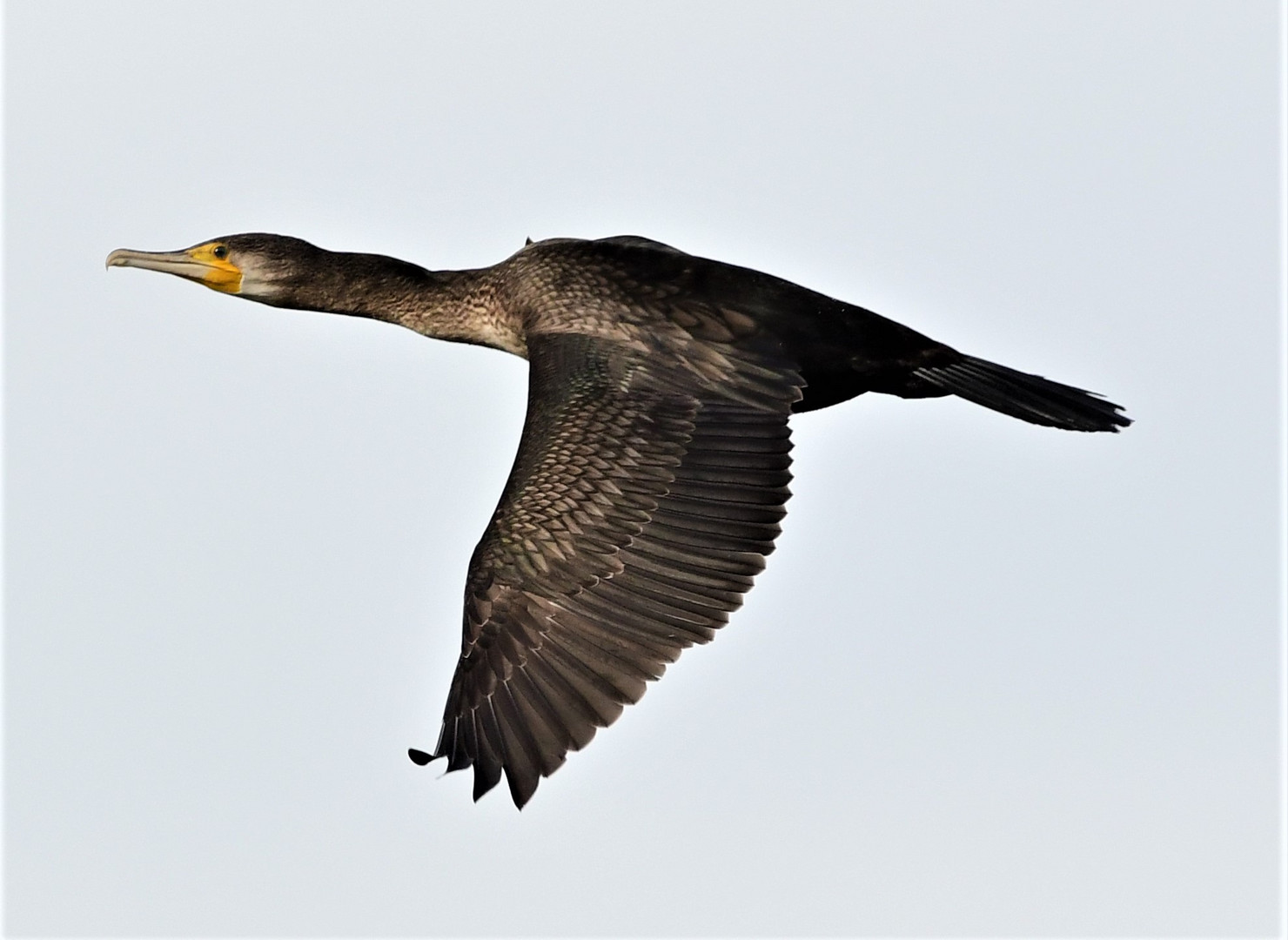 Kormoran im Flug