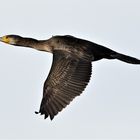 Kormoran im Flug