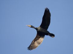 Kormoran im Flug