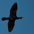 Kormoran im Flug