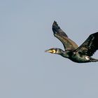 Kormoran im Flug