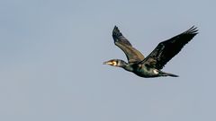 Kormoran im Flug