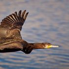 Kormoran im Flug