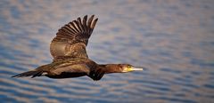 Kormoran im Flug