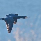 Kormoran im Flug