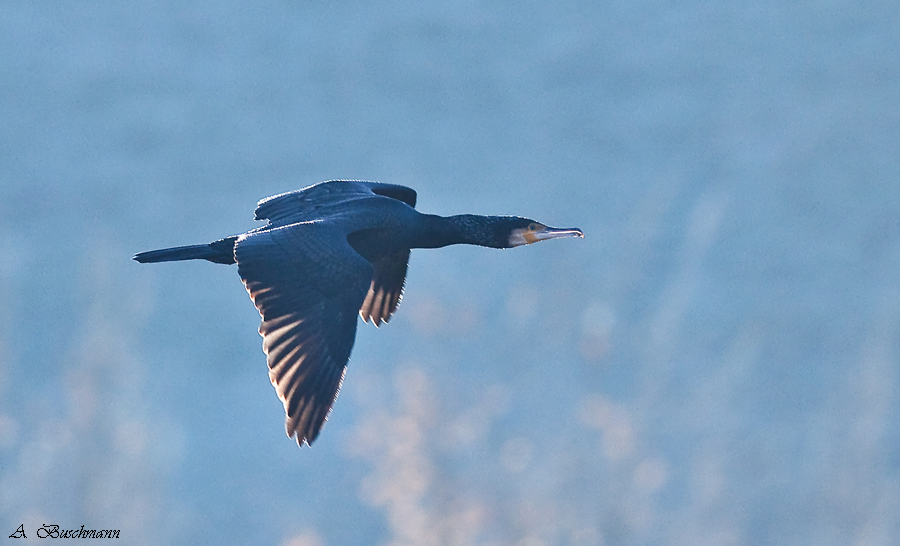 Kormoran im Flug