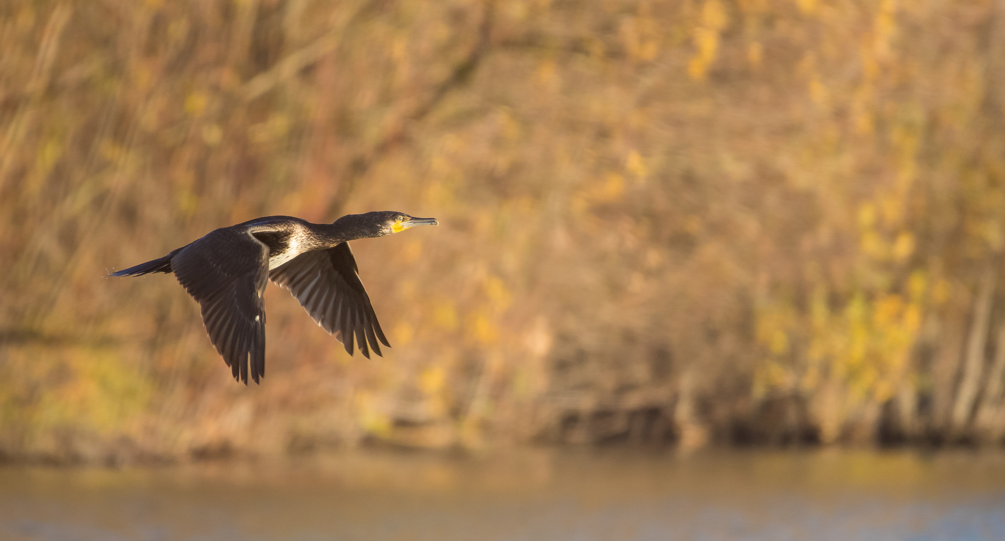 Kormoran im Flug