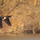 Kormoran im Flug