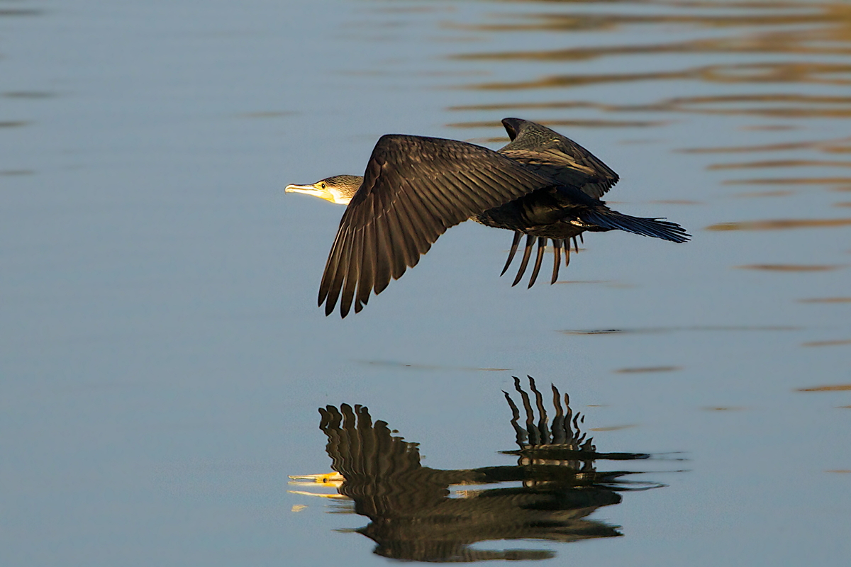 Kormoran im Flug - Warnker  See ( Müritz-Nationalpark )