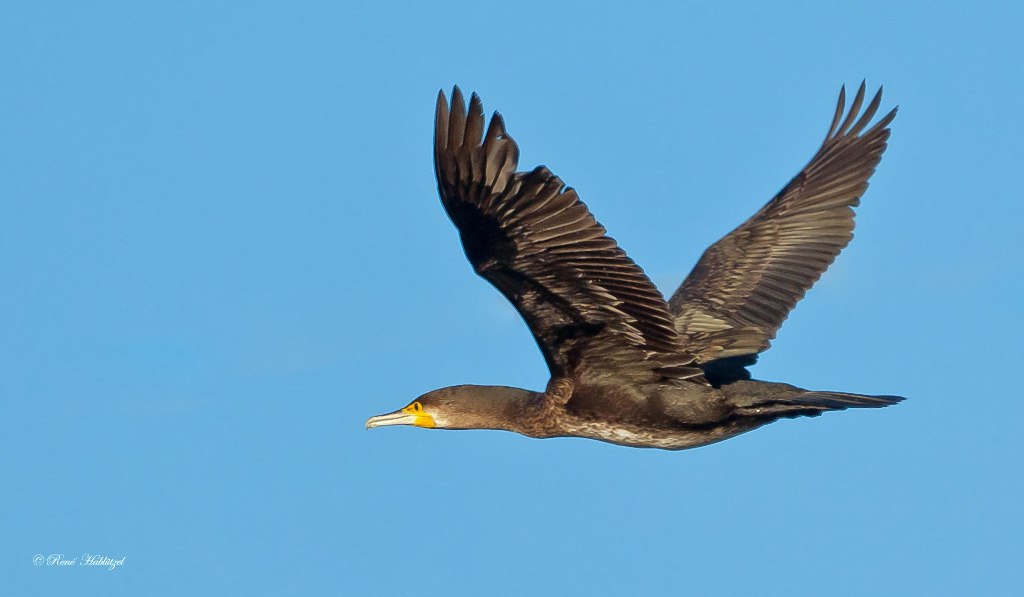 Kormoran im Fluge