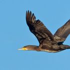 Kormoran im Fluge