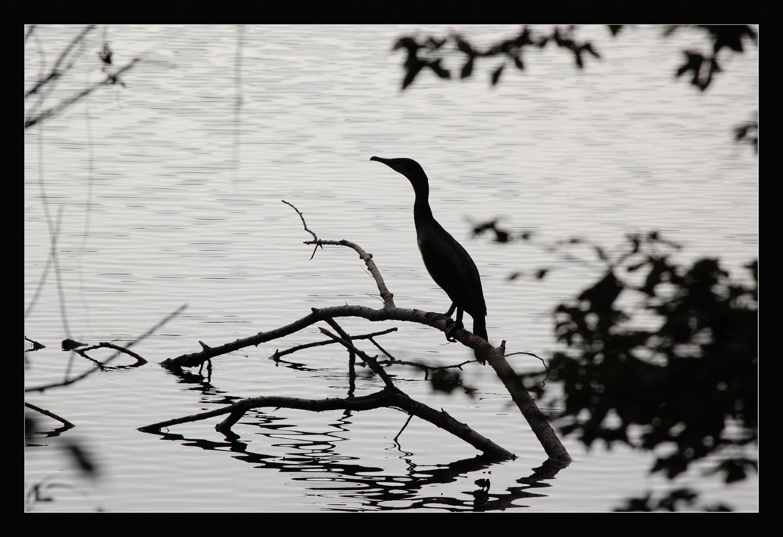 Kormoran im Gegenlicht