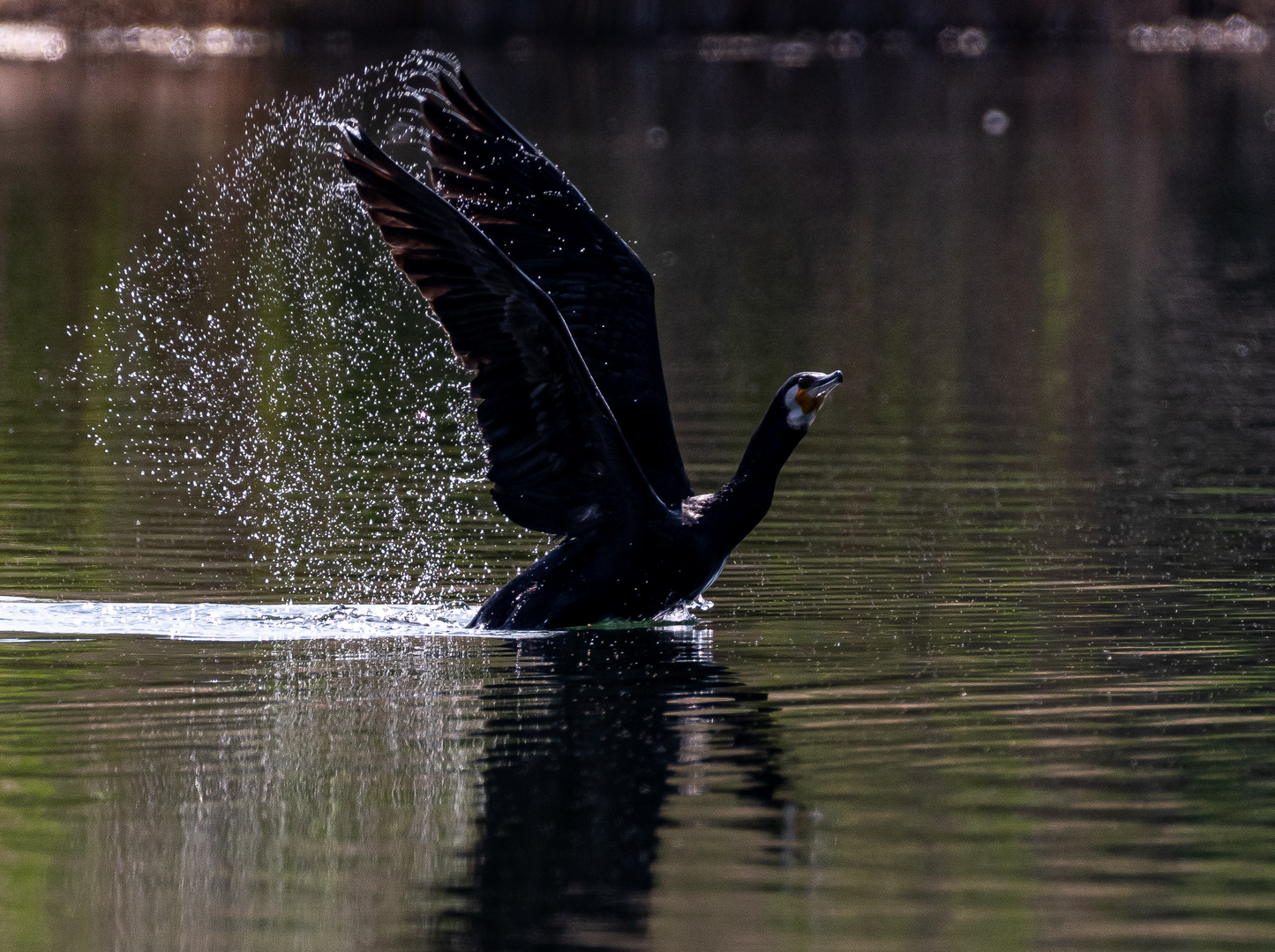 Kormoran im Gegenlicht