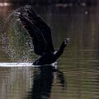 Kormoran im Gegenlicht