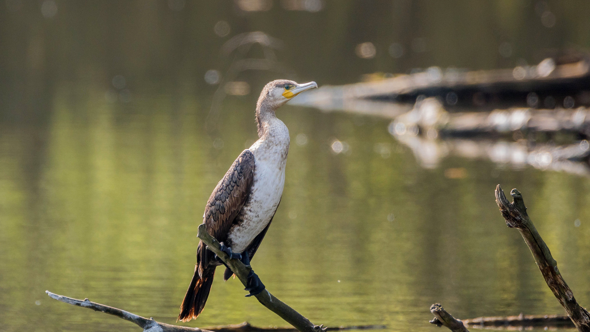 Kormoran im Gegenlicht