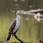 Kormoran im Gegenlicht