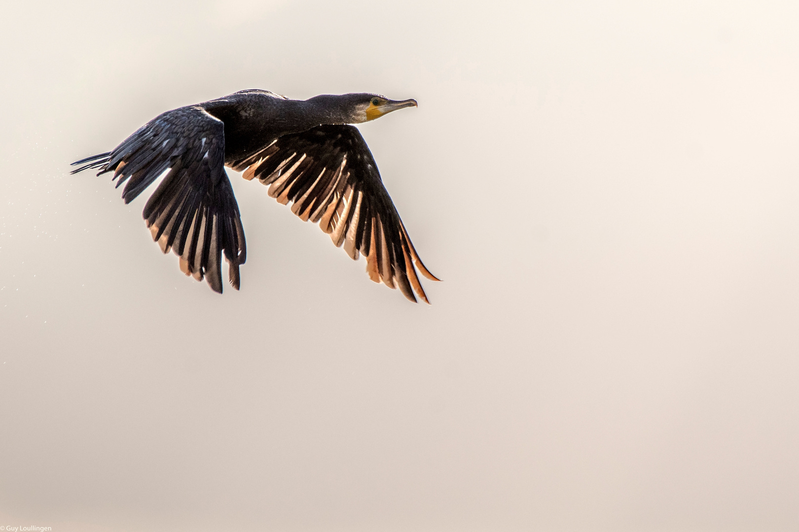 Kormoran im Gegenlicht