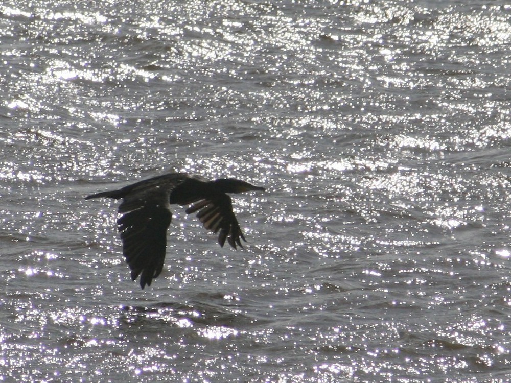 Kormoran im Gleitflug