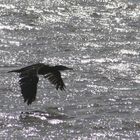 Kormoran im Gleitflug