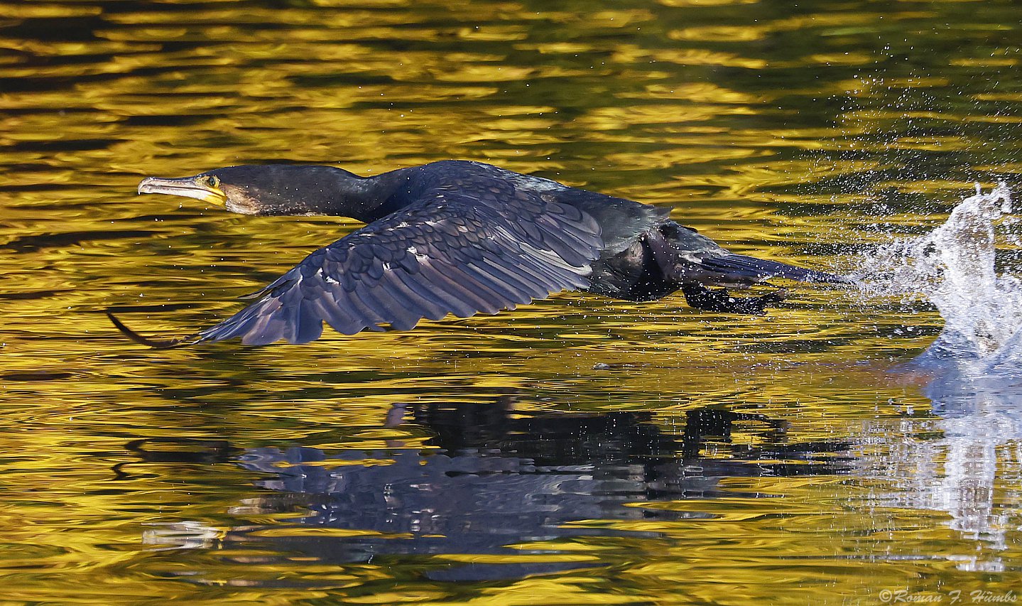 Kormoran im goldenen Oktober 