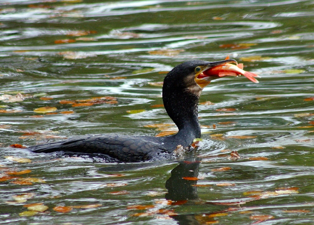 Kormoran im Goldfischteich...#2