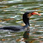 Kormoran im Goldfischteich...#2