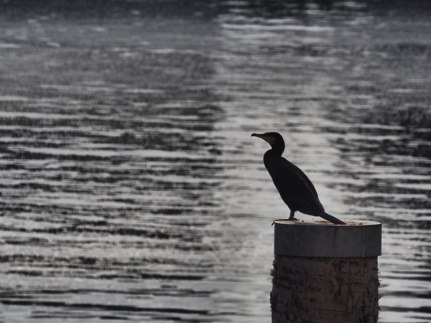 Kormoran im Hafen