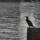 Kormoran im Hafen