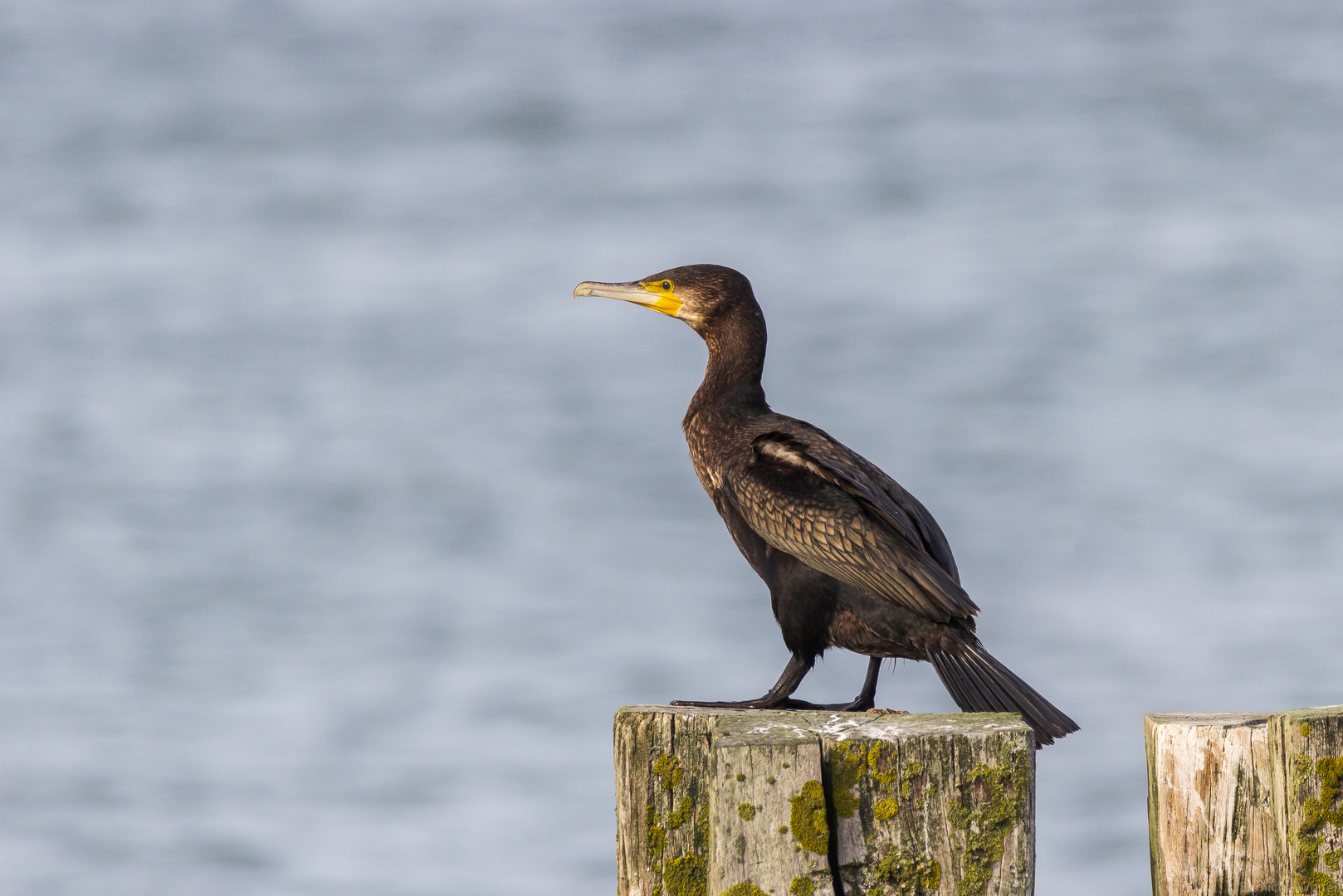 Kormoran im Hafen von Hvide Sande