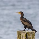 Kormoran im Hafen von Hvide Sande