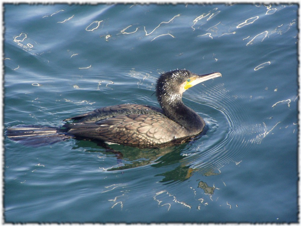 Kormoran im Hafen von Vedbaek