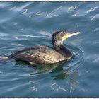 Kormoran im Hafen von Vedbaek