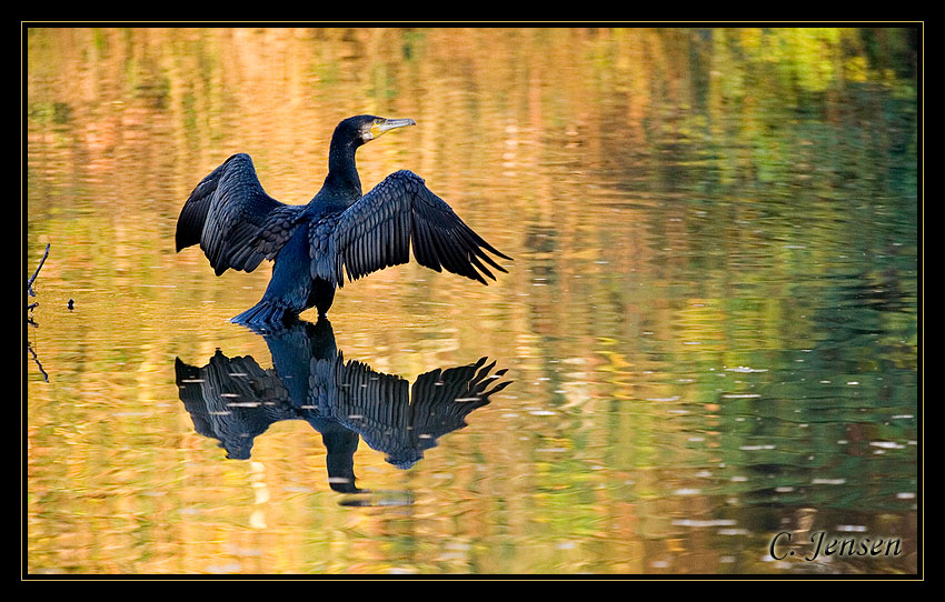 Kormoran im Herbst