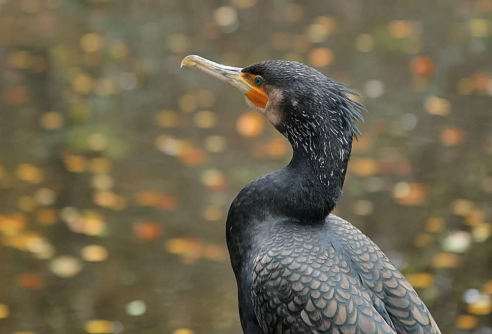 Kormoran im Herbst