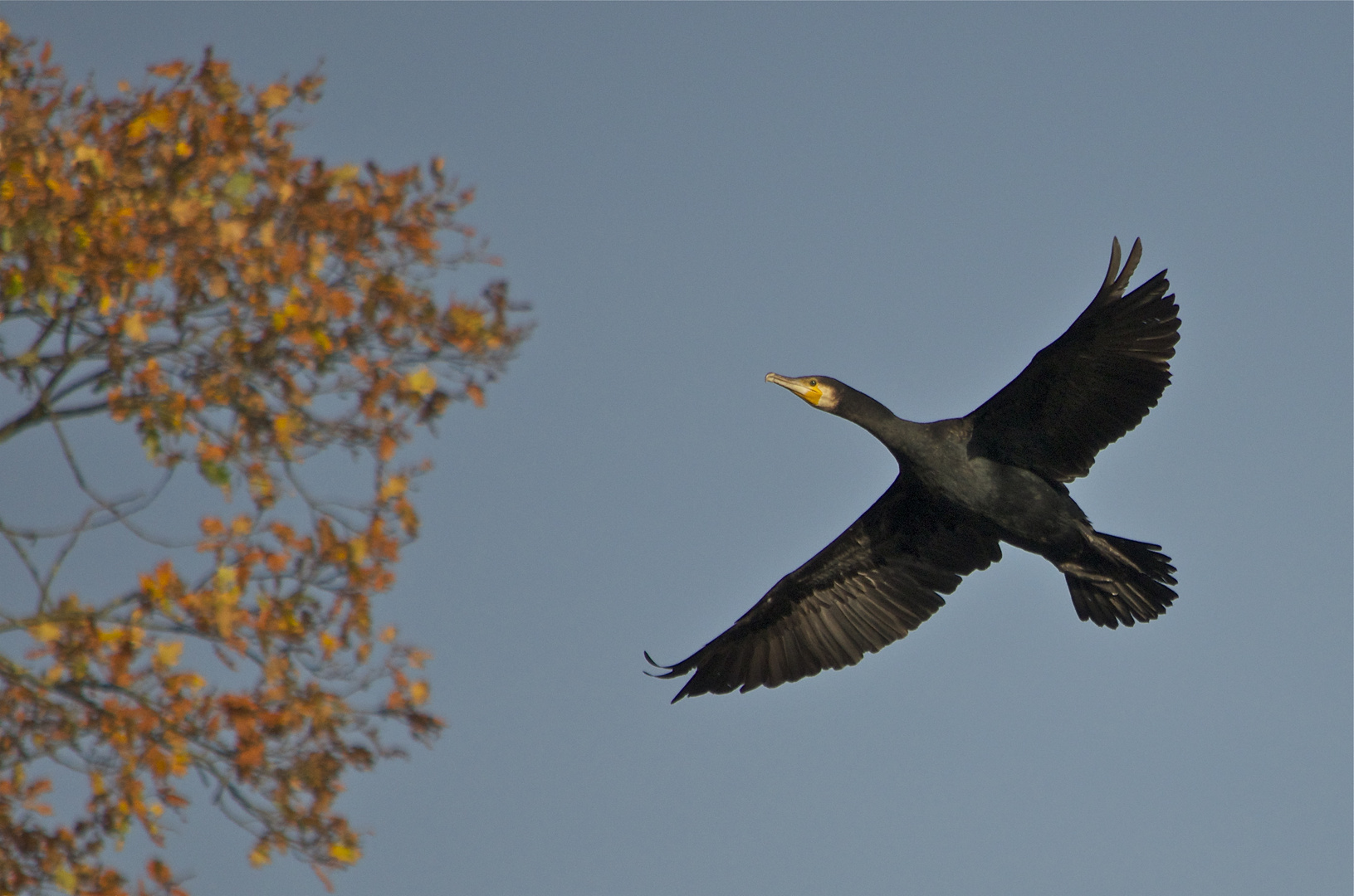 Kormoran im Herbst