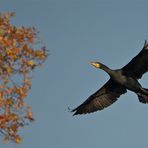 Kormoran im Herbst