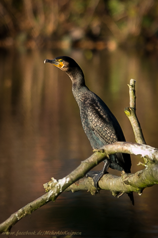 Kormoran im Herbstlicht