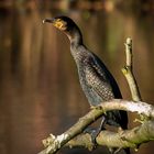 Kormoran im Herbstlicht