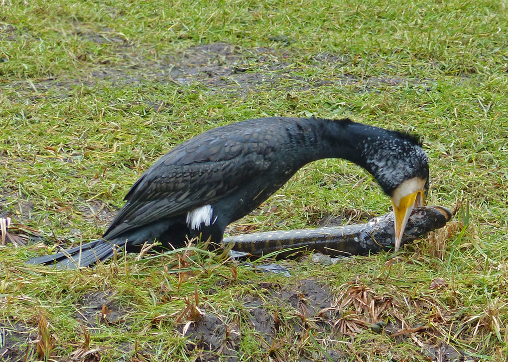 Kormoran im Jagdglück